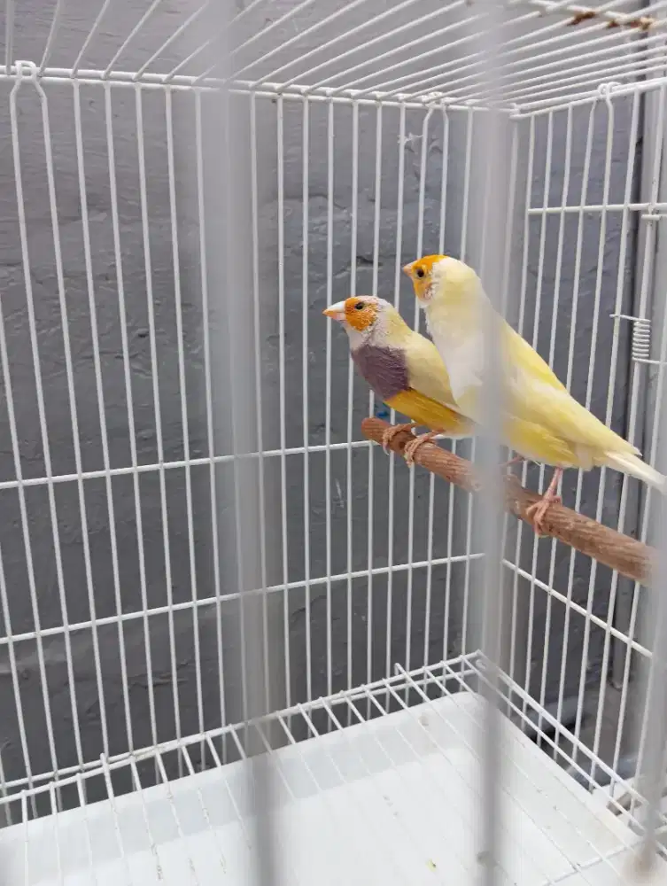 Burung GA Gould Amadin sepasang