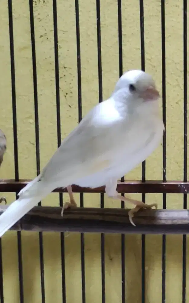 Kenari paud putih jantan