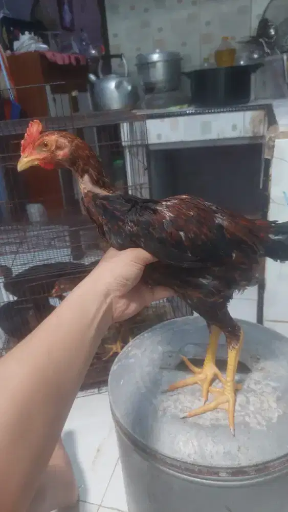 Ayam Khoytradngon