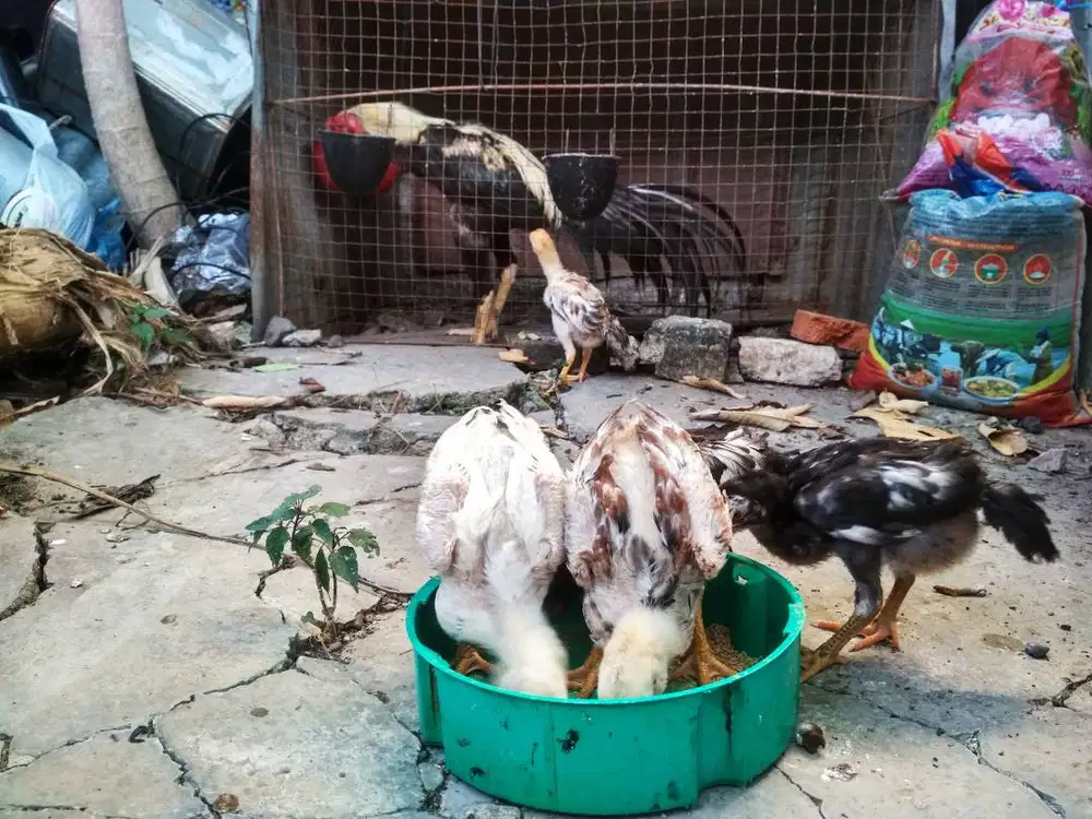 Ayam ekor lidi/ jual borongan