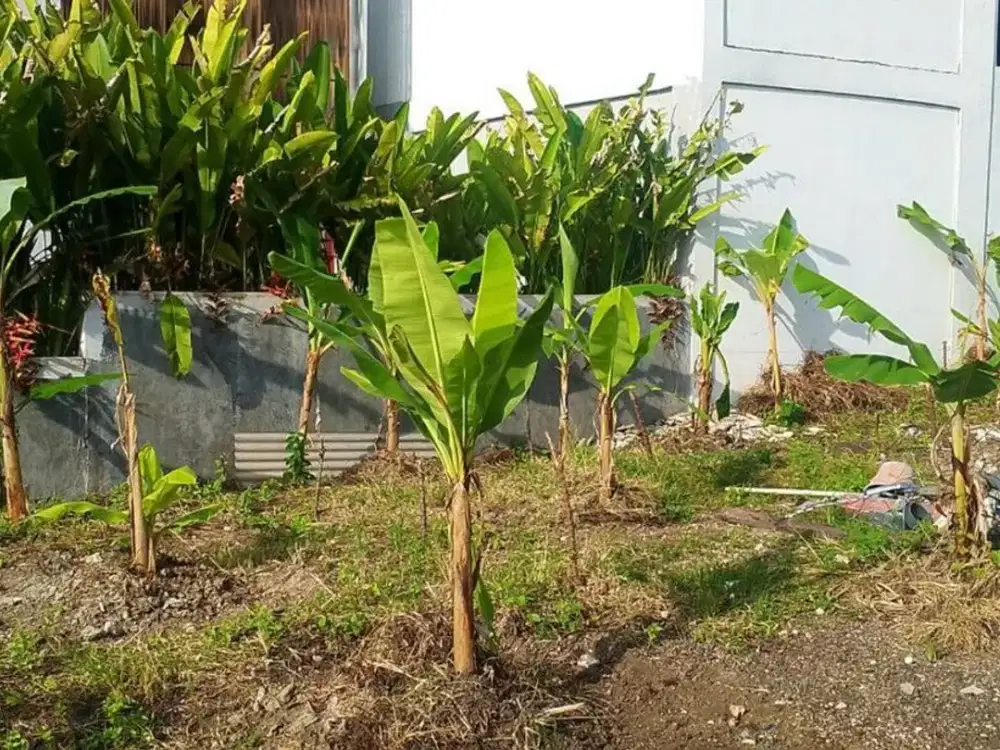 Tanah 5 Are Akses Jalan Bagus Disewakan, di Area Pererenan Badung