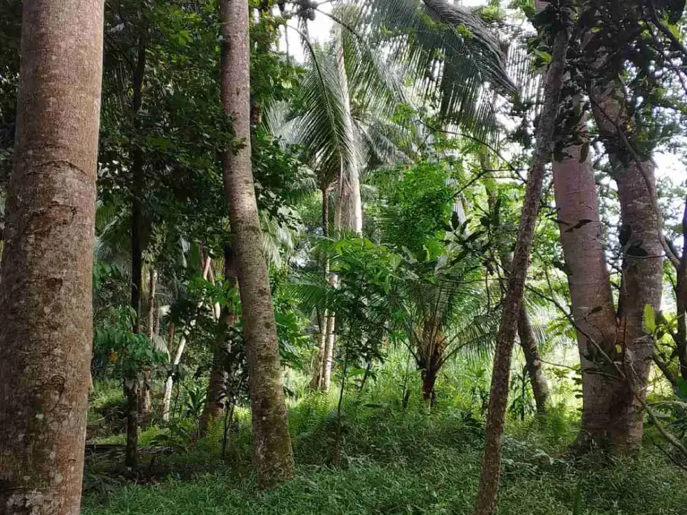 Dijual Tanah Dekat Pantai Batukaras Pangandaran – 1.422 m² | 5 Menit Jalan Kaki ke Pantai | Cocok Villa & Investasi