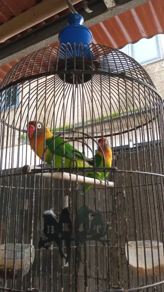 Lb sepasang siap masuk glodok