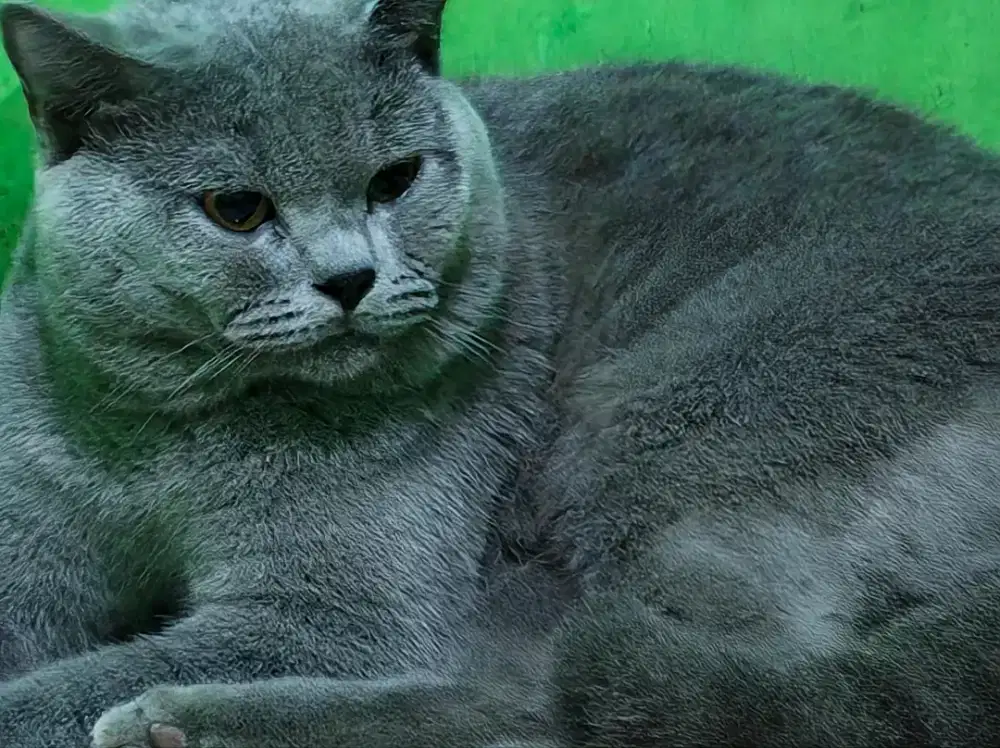 Kucing bsh British Shorthair