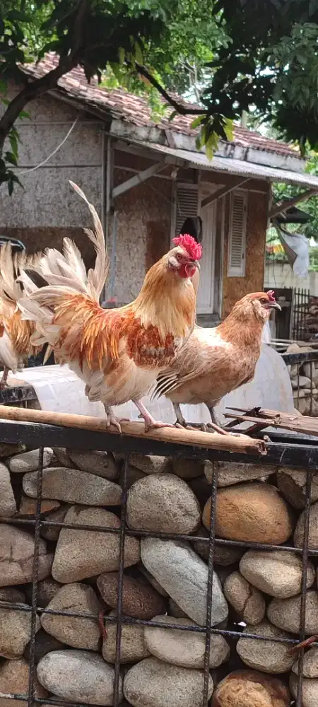 Ayam Kate satuan dan Sepasang