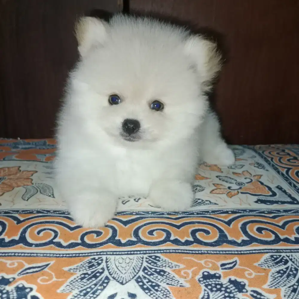 Anjing minipom jantan
