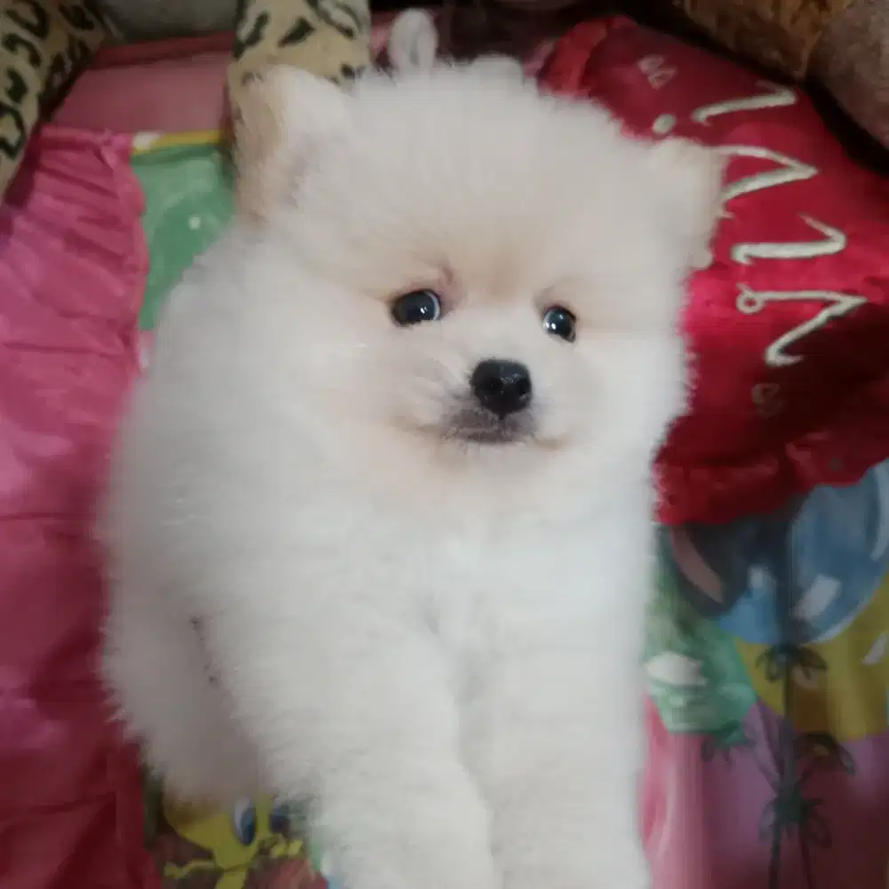 Puppy minipom jantan
