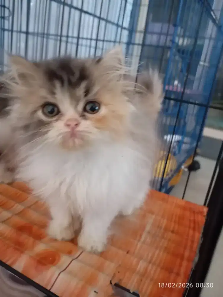 Betina kalico flat nose