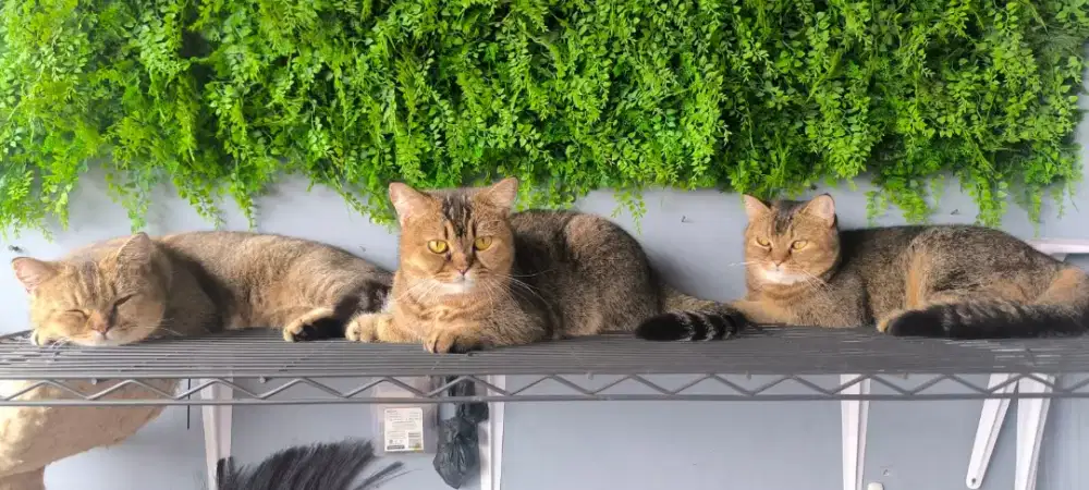 Open Adopsi Kucing British Shorthair