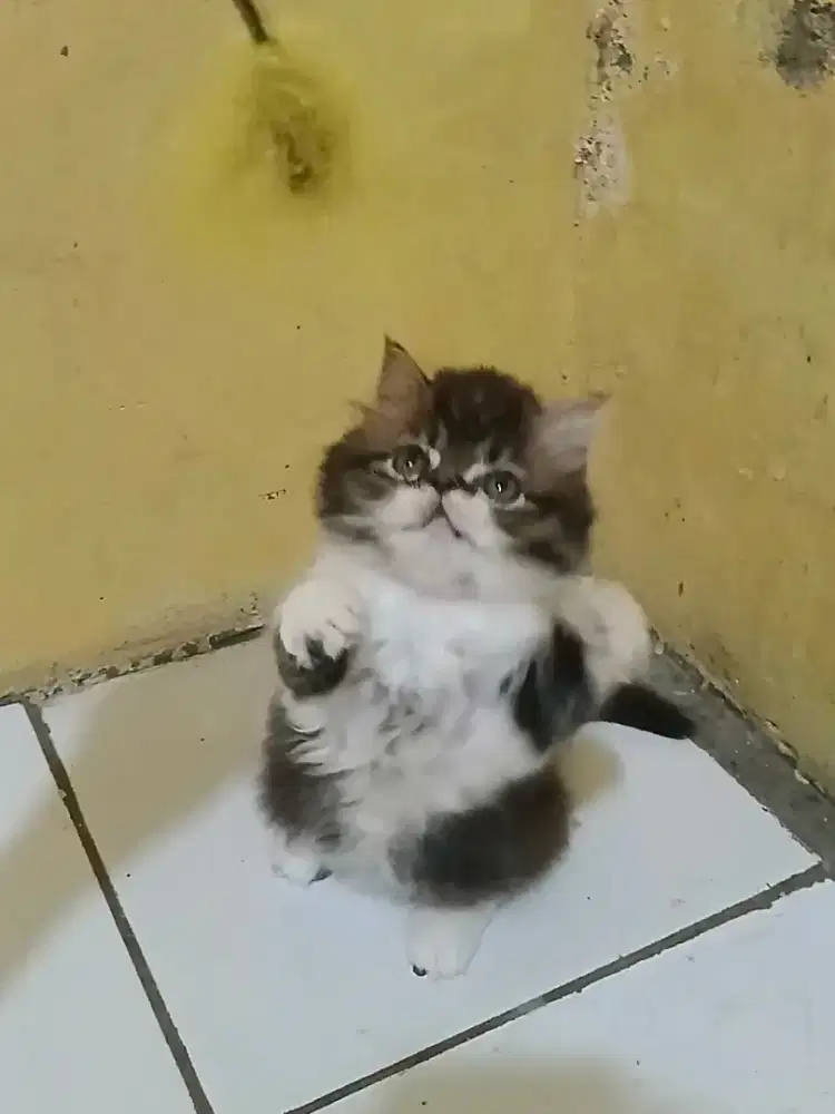Kucing Persia Flatnose Exo Betina