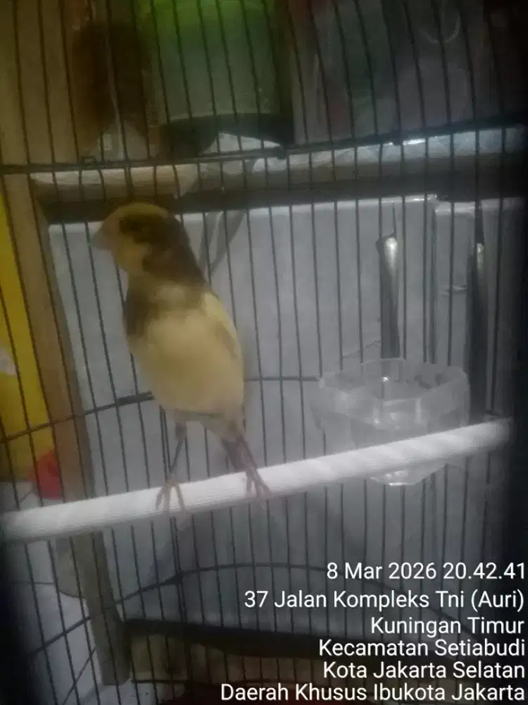 JUAL SANTAI NUNGGU BEDUG