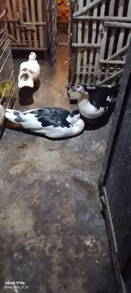 entok superan 3 ekor