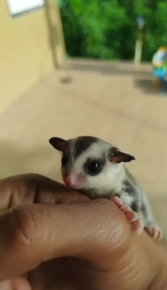 Sg wf ringtail jantan