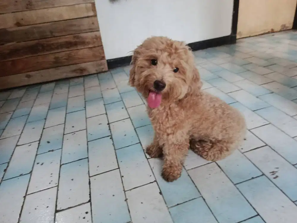 dijual anjing pudle betina lucu