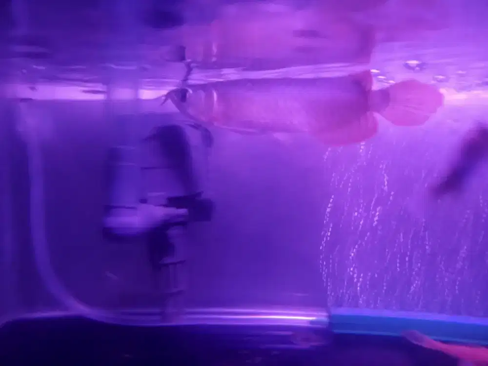 Ikan Arwana Super Red