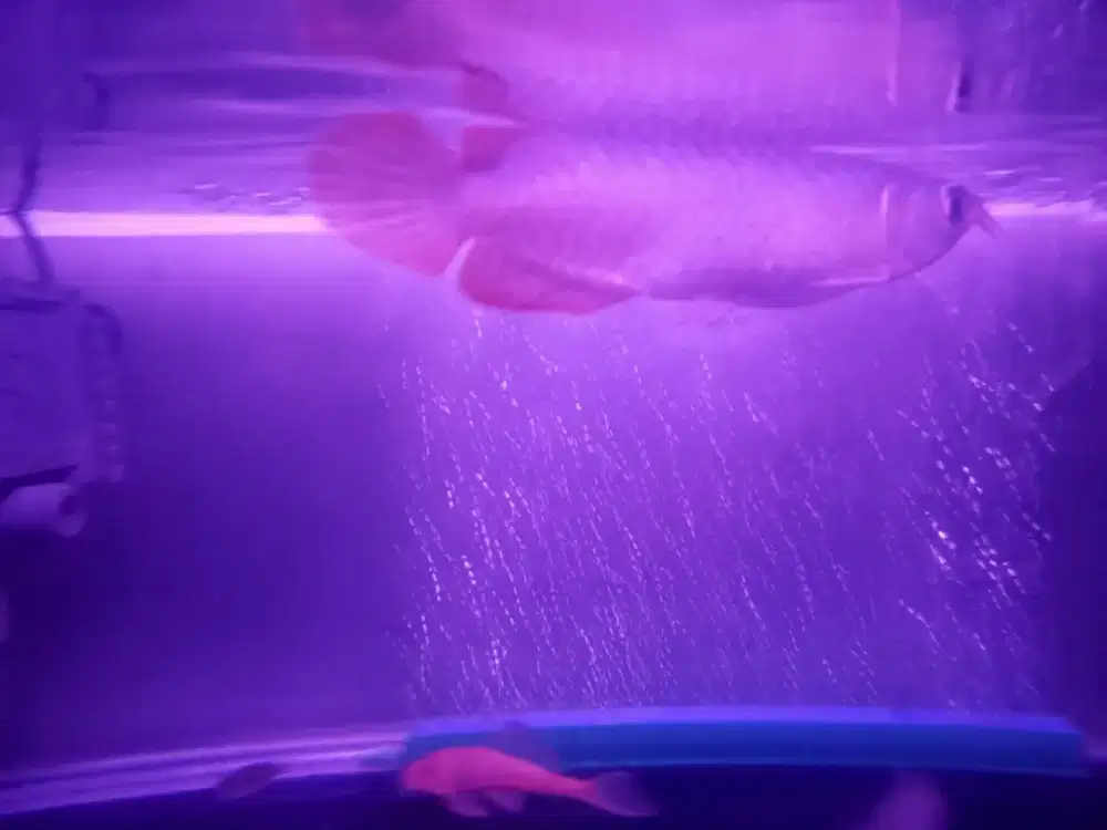 Ikan Arwana Super Red sepauk