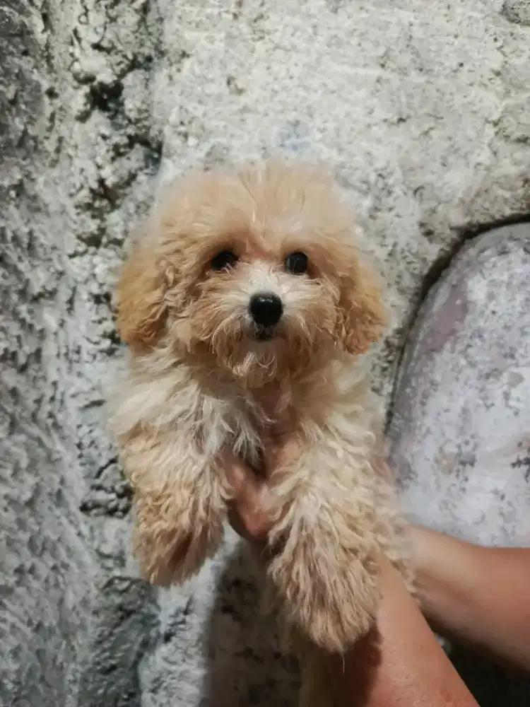 Jual Anjing Poodle