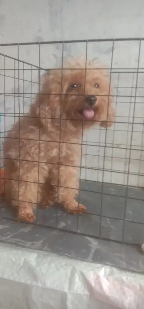 Poodle betina dewasa