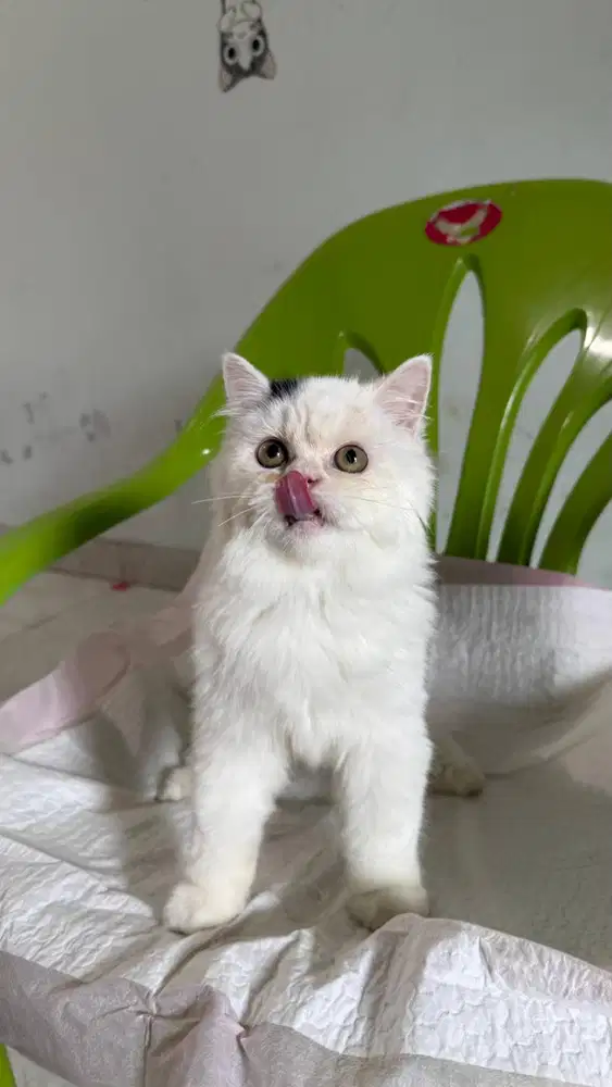 Kucing Persia betina