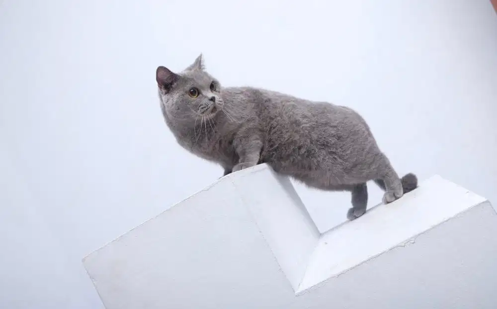 KUCING BSH BLUE BETINA PED CFA