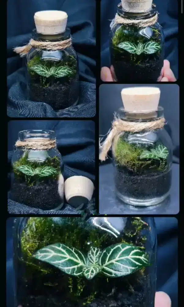 Faludarium botol 100 ml