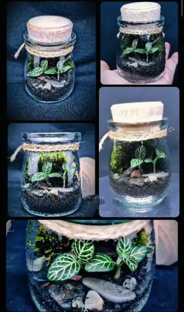 Falidarium botol 50 ml