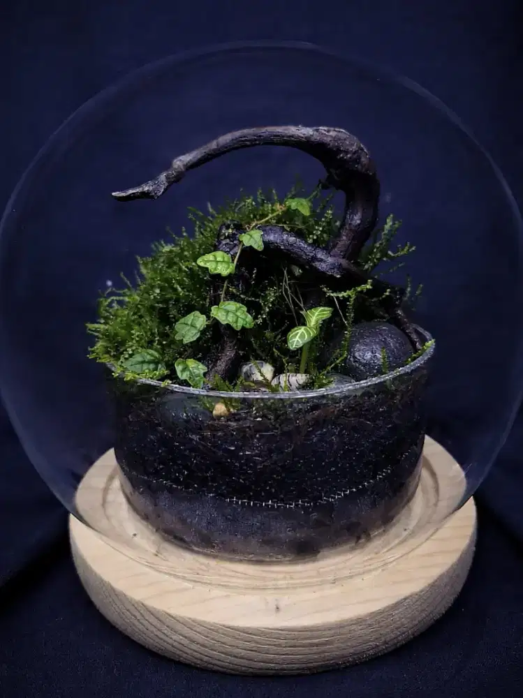 Faludarium kaca bulet tatak kayu