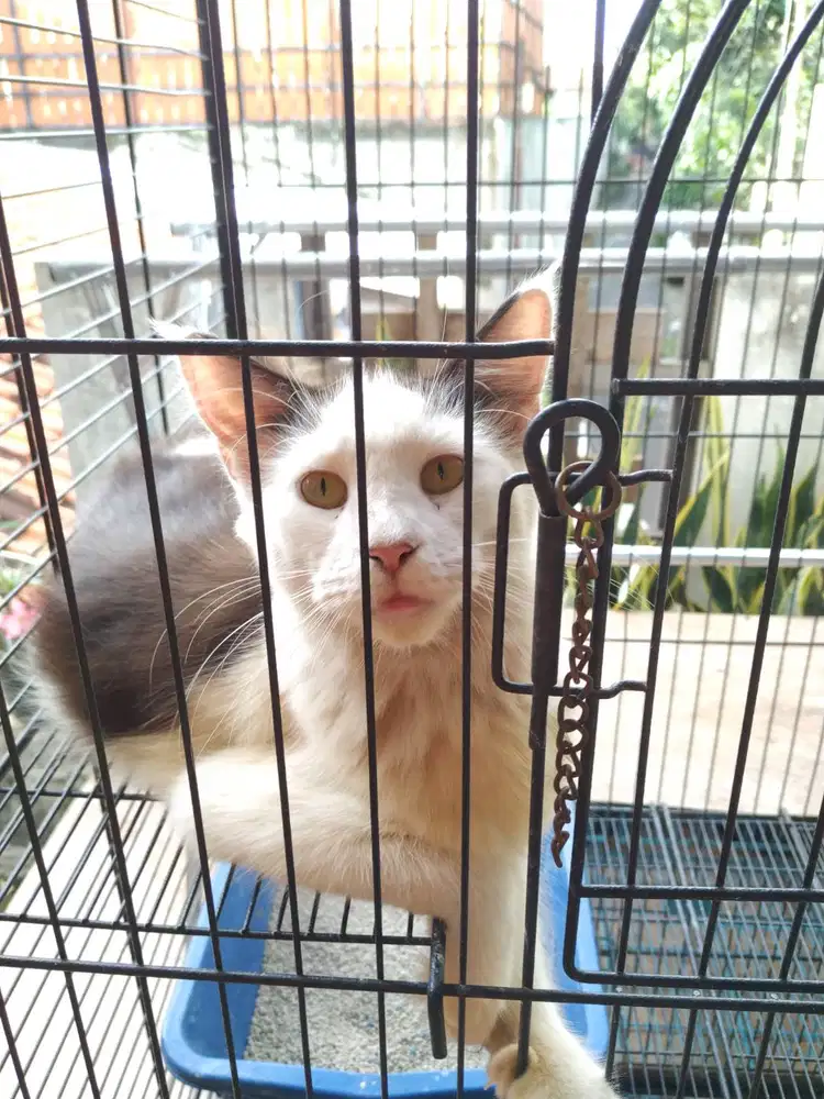 Kucing Maine Coon Pure