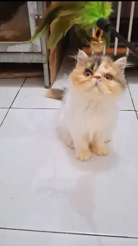 Kucing peaknose 3 bulan