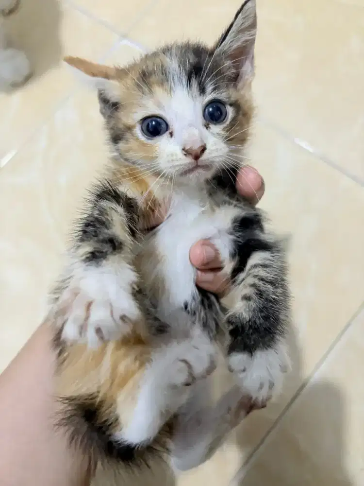 Open adop kucing kitten Persia Himalaya mix kampung