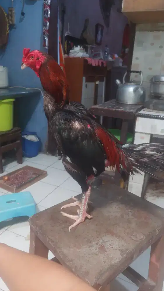 Ayam KhoyNgooon
