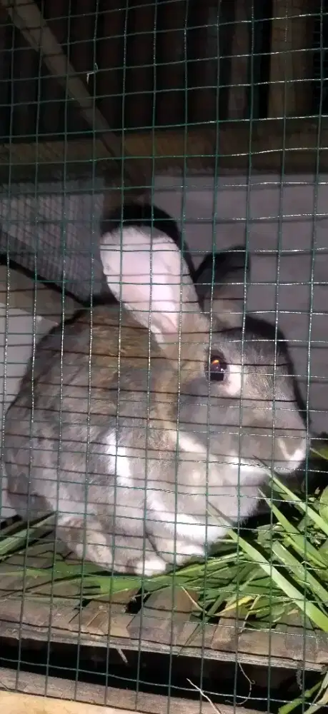 Dijual Indukan Bligon