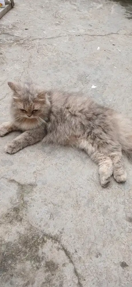 Kucing persia betina