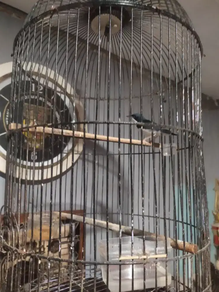 Masteran Siberia blue robin