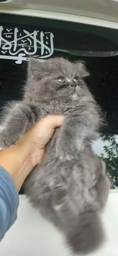Kitten persia betina