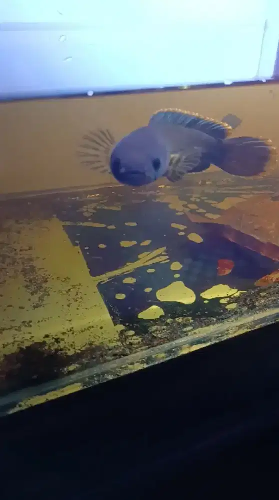 Channa asiatica 10-11 & limbata wc ikan single tank 7-8