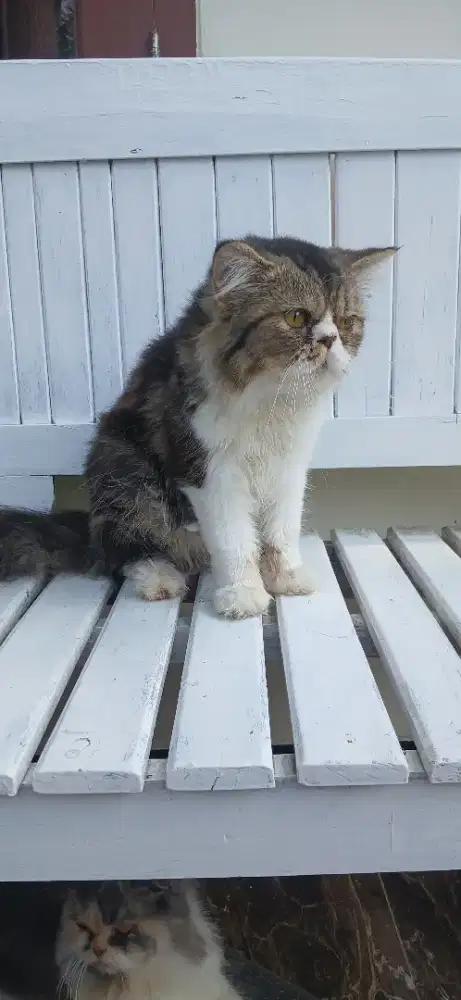 Kucing jantan peaknose