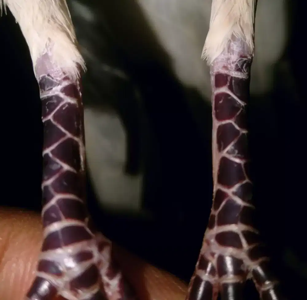 Perkutut borongan katuranggan