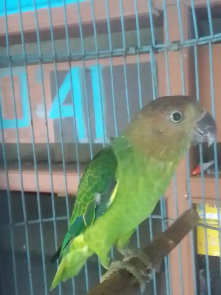 LOVEBIRD GACOR CETREKAN JINAK BUKA EKOR KLO BERKICAU 1 JUTA FULSET