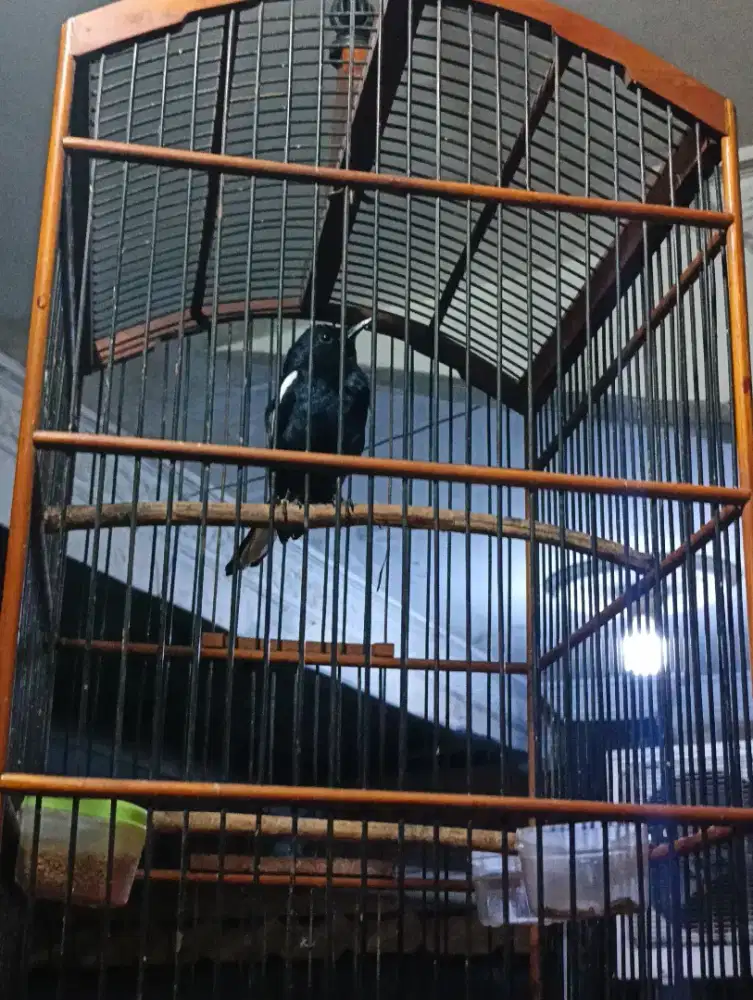 Kacer Dahit Gacoran Ngobra