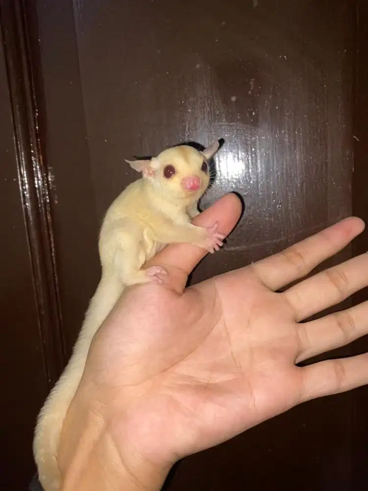 sugar glider creamino