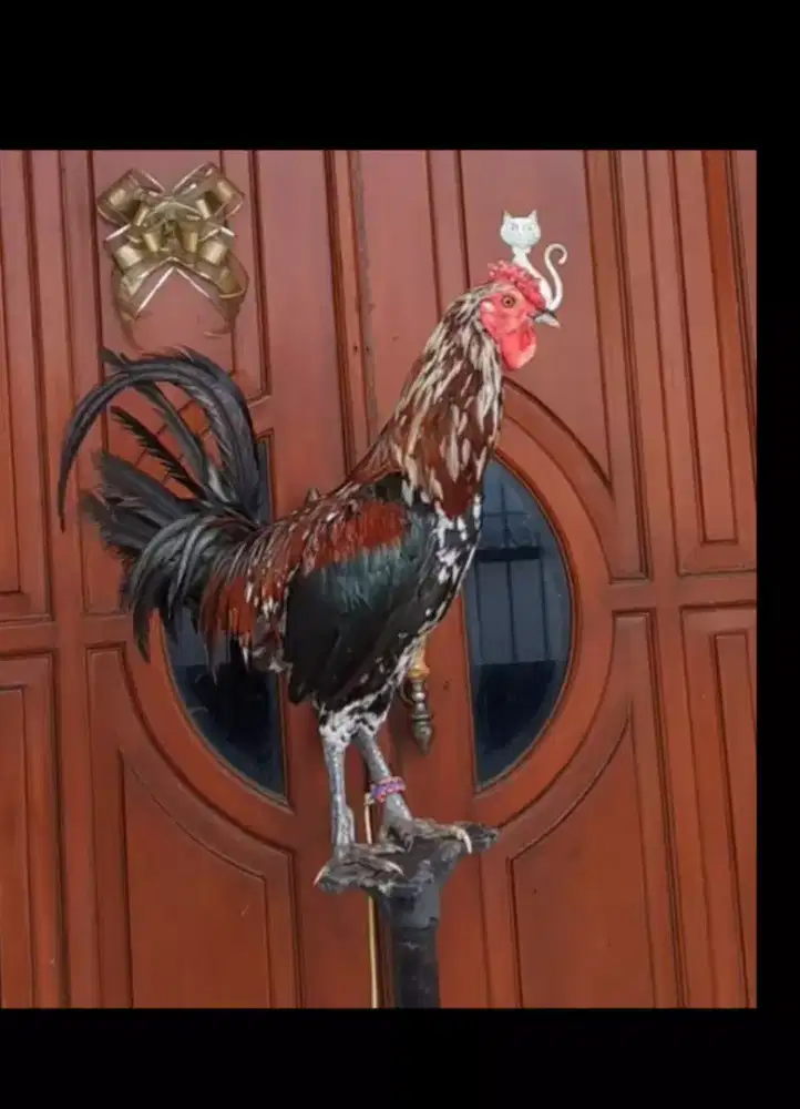 AYAM KETAWA JANTAN REMAJA JENGGER MAWAR  HARGA PROMO
RAMADHAN