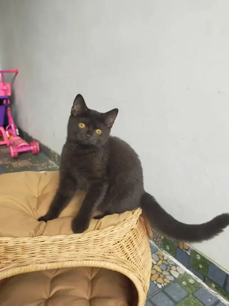 Kucing bsh hitam solid British shorthair parent cinnamon