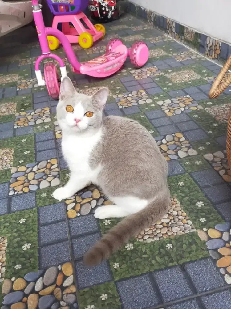Kucing bsh Bicolour Lilac betina British shorthair