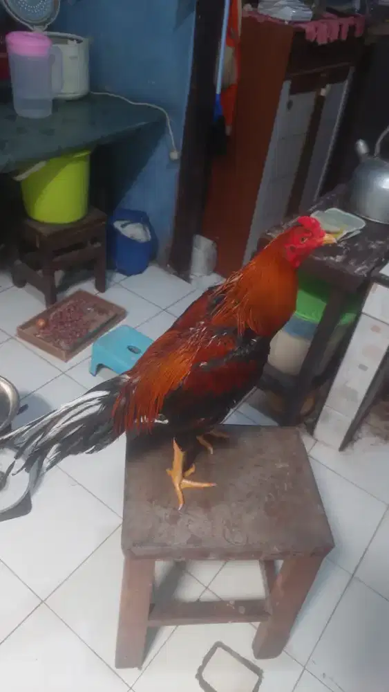 Ayam Trad Mangon