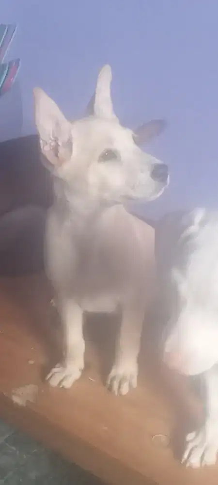 Kintamani Mix Pitbull