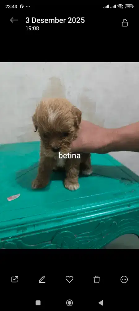 Dijual anak anjing shihpoo