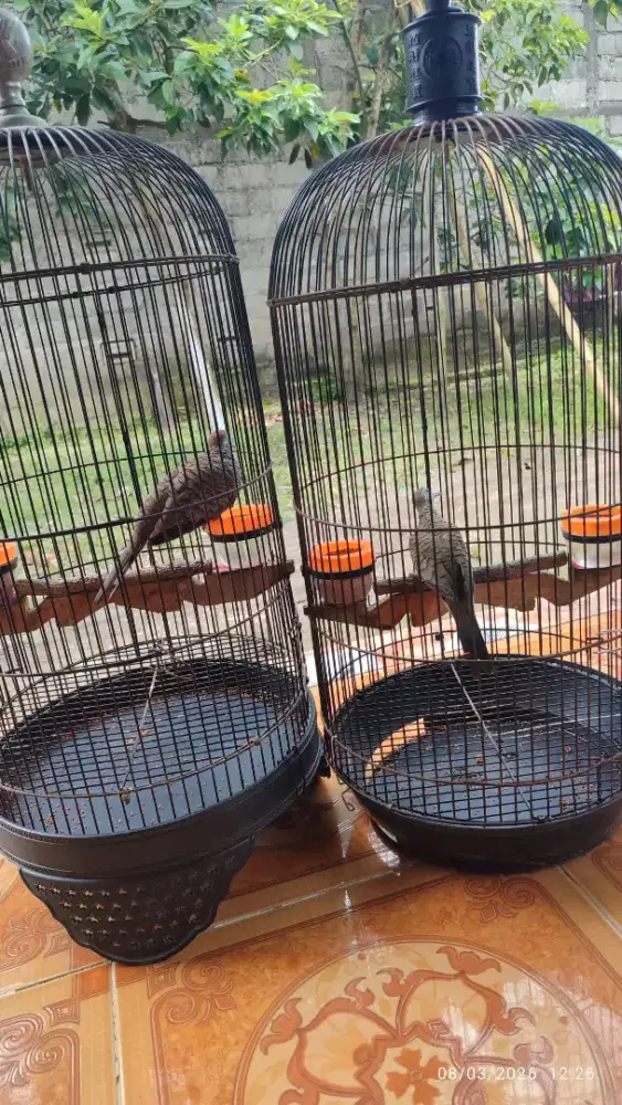 2 kutuk Bangkok gayer