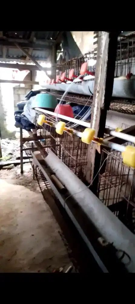 Jual kandang ayam baterai petelur kapasitas 100 ekor