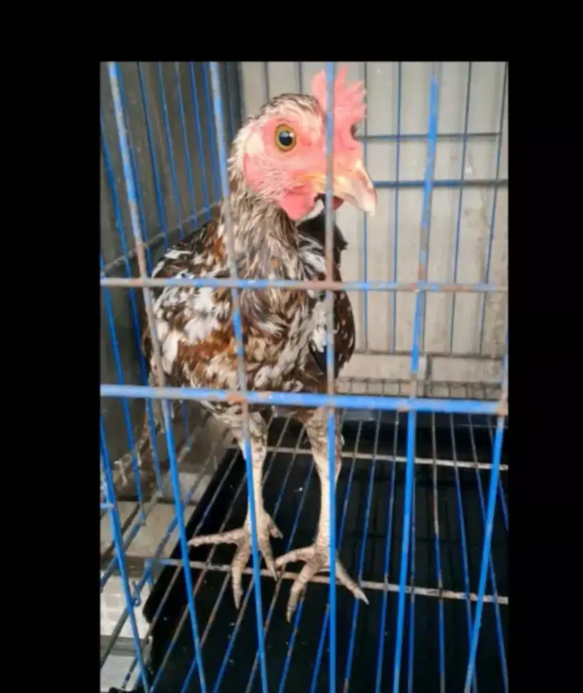 AYAM KETAWA JANTAN TRAH DURASI SAMBUNG x DURASI PANJANG HARGA PROMO